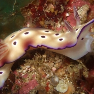 malapascua-resort-nudis-1