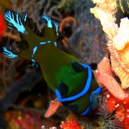 malapascua-resort-nudis-2