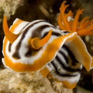 malapascua-resort-nudis-3