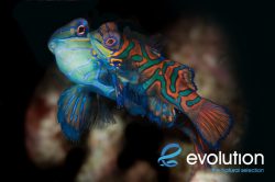 Evolution_Malapascua_Mandarinfish