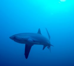 malapascua-marine-life-evolution-divers-malapascua-philippines-25
