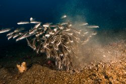 malapascua-marine-life-evolution-divers-malapascua-philippines-28
