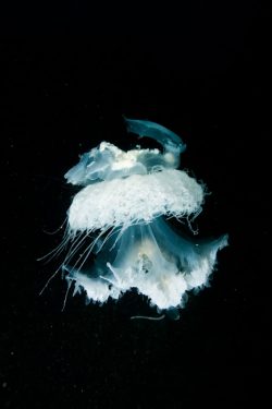malapascua-marine-life-evolution-divers-malapascua-philippines-17