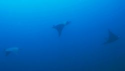 malapascua-marine-life-evolution-divers-malapascua-philippines-3