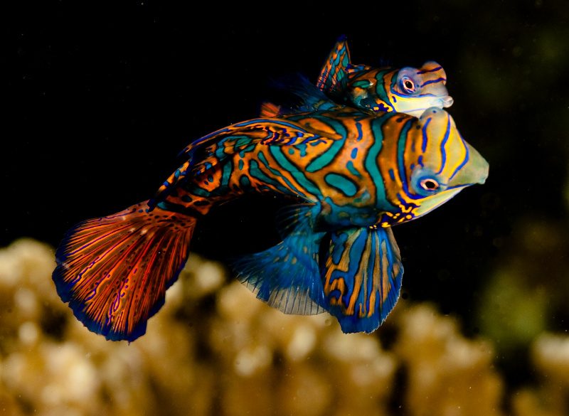 Evolution Diving Resort Malapascua