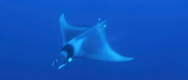 Evolution Diving Resort Malapascua