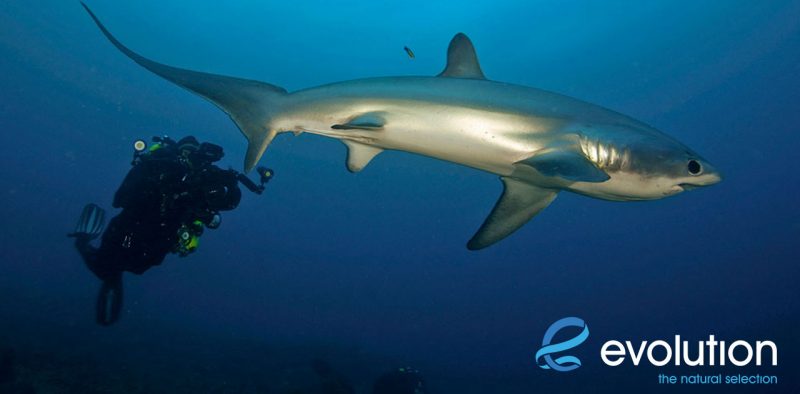 Evolution Diving Resort Malapascua