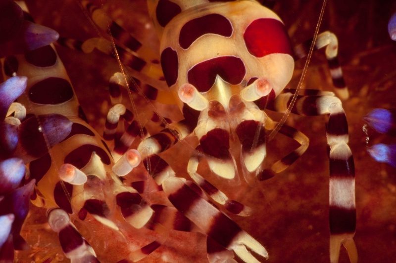 Evolution Diving Resort Malapascua