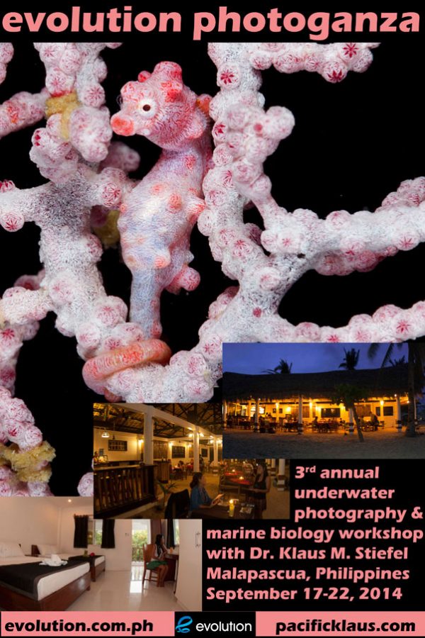 Evolution Diving Resort Malapascua