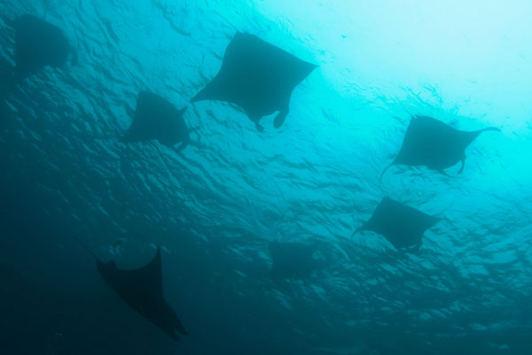 Evolution Diving Resort Malapascua