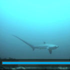 Evolution Diving Resort Malapascua