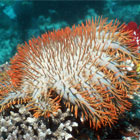 Evolution Diving Resort Malapascua