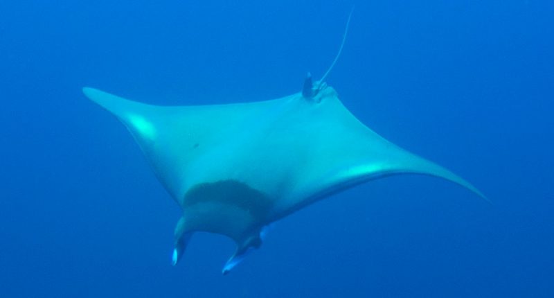 Evolution Diving Resort Malapascua