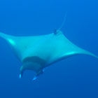 Evolution Diving Resort Malapascua