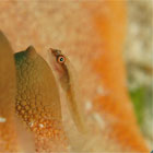 Evolution Diving Resort Malapascua