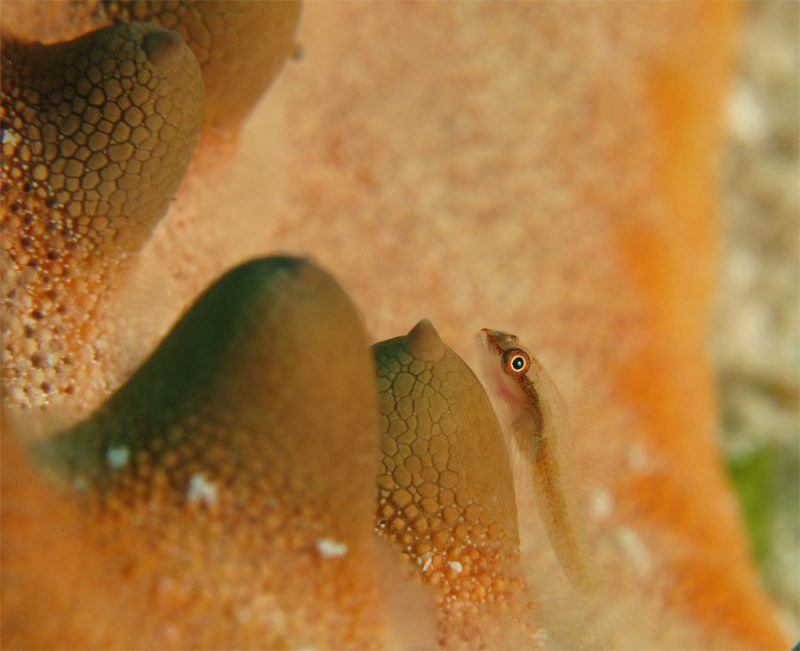 Evolution Diving Resort Malapascua