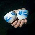 Evolution Diving Resort Malapascua