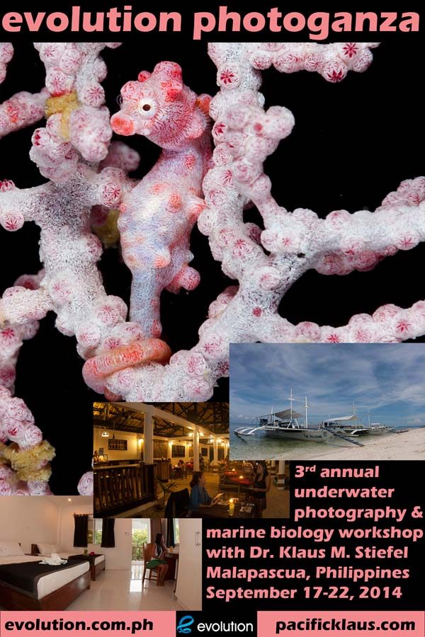 Evolution Diving Resort Malapascua