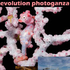 Evolution Diving Resort Malapascua