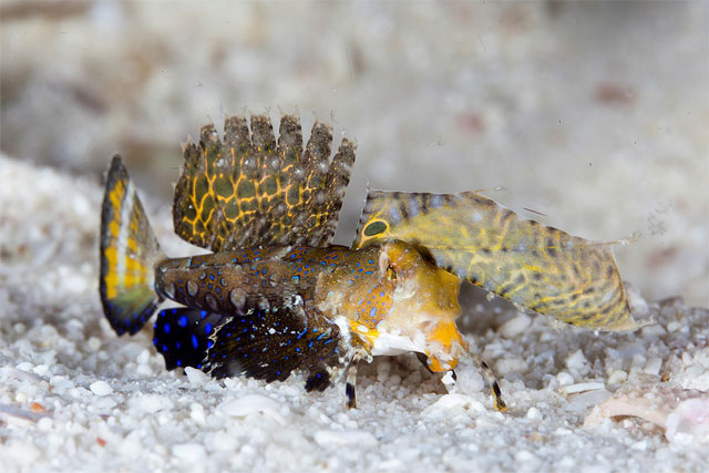 Evolution Diving Resort Malapascua