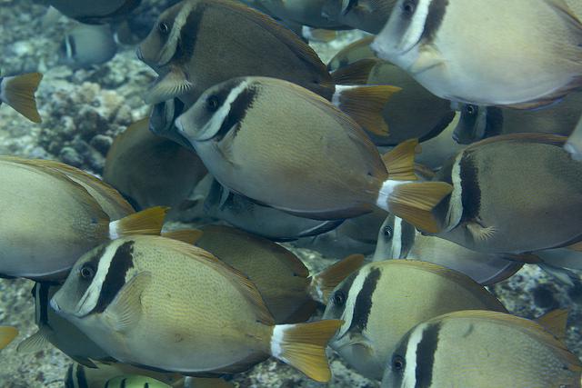 Evolution Diving Resort Malapascua