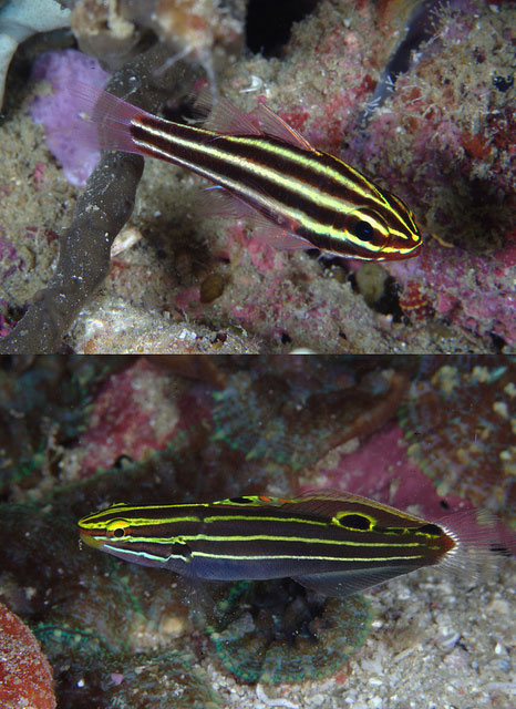 Evolution Diving Resort Malapascua