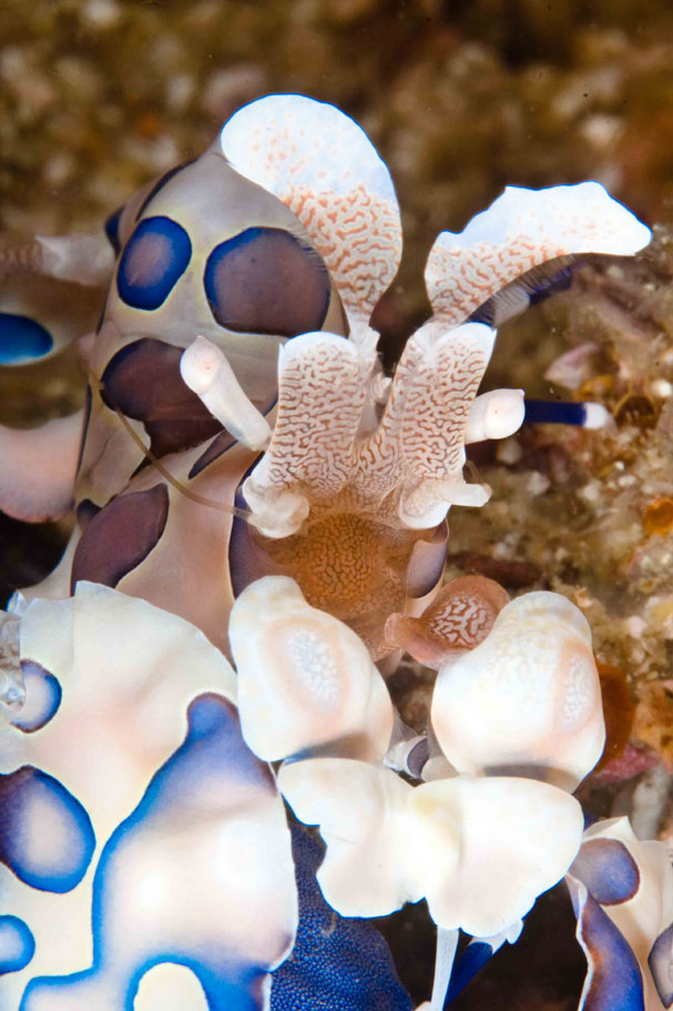 malapascua harlequin shrimp