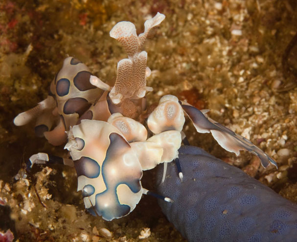 malapascua island harlequin shrimp