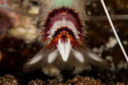 banded cleaner shrimp malapascua