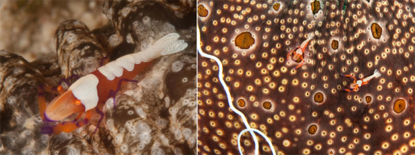 imperial shrimp malapascua