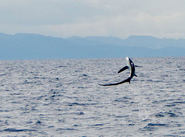 Evolution Diving Resort Malapascua