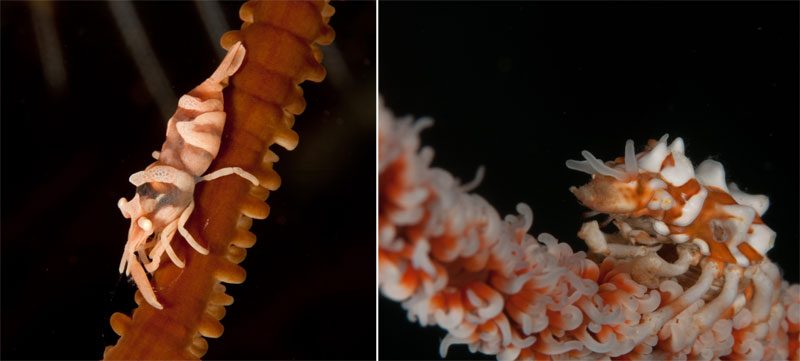 Evolution Diving Resort Malapascua