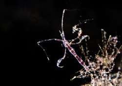 skeleton shrimp malapascua