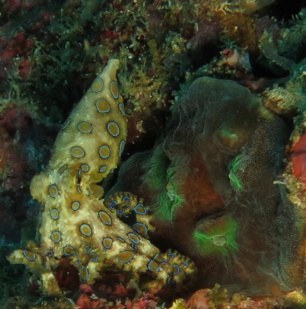 blue ringed octopus malapascua philippines