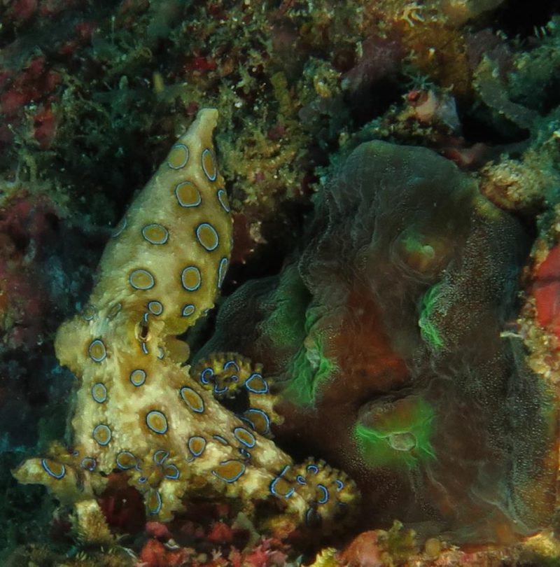 Evolution Diving Resort Malapascua