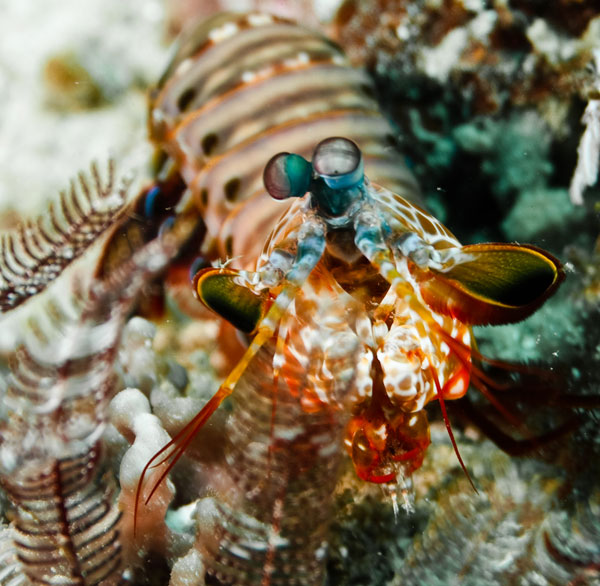 malapascua island mantis shrimp