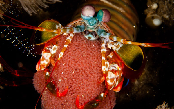 malapascua mantis shrimp with eggs