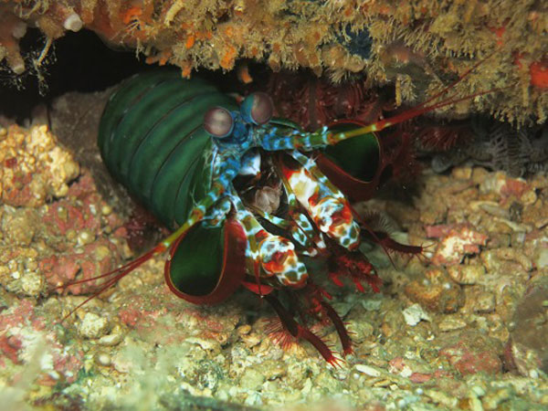 malapascua mantis shrimp