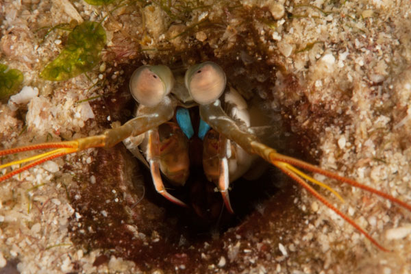malapascua mantis