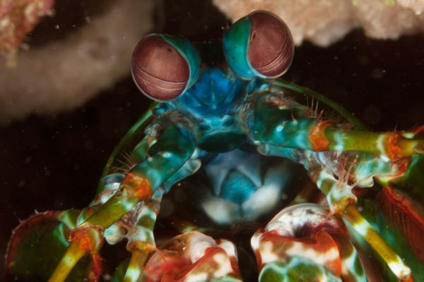 mantis shrimp malapascua island