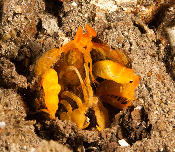 mantis shrimp malapascua
