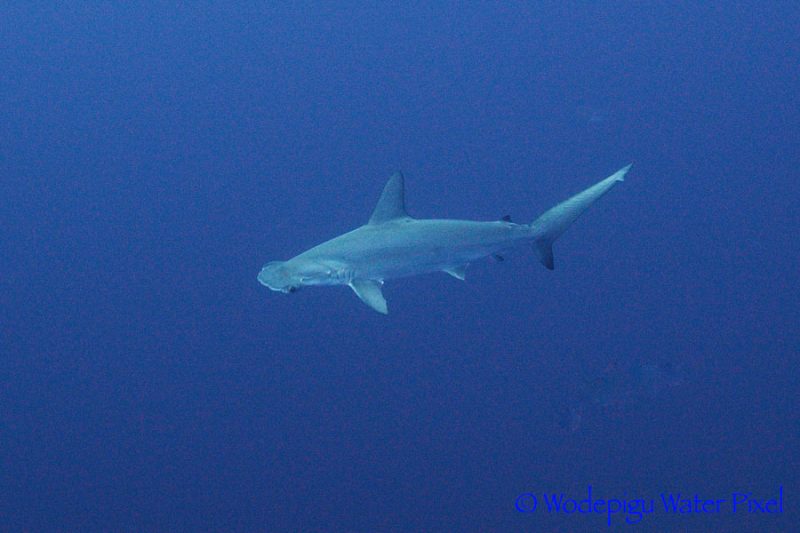 Evolution Diving Resort Malapascua
