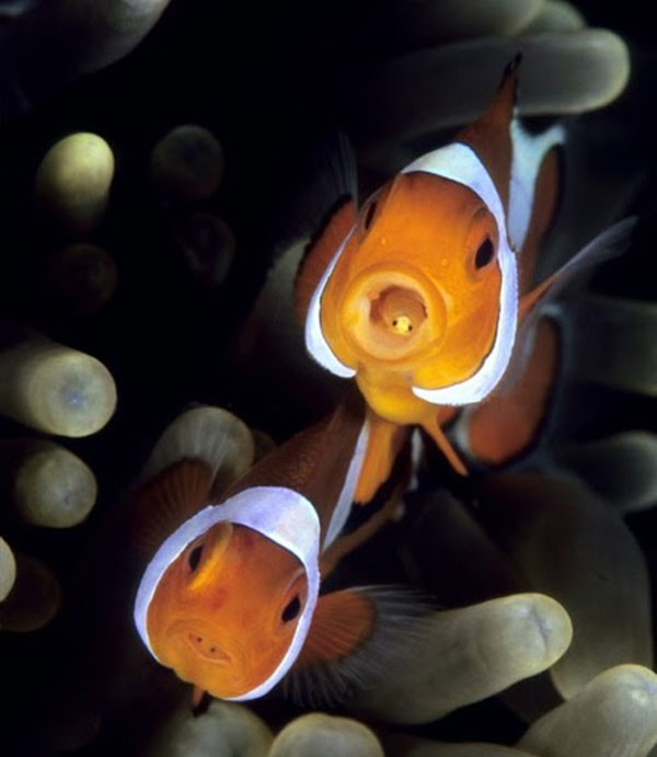anemone fish malapascua