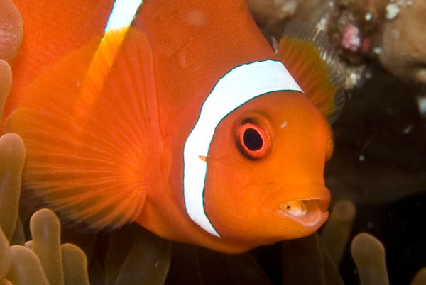 malapascua anemone fish