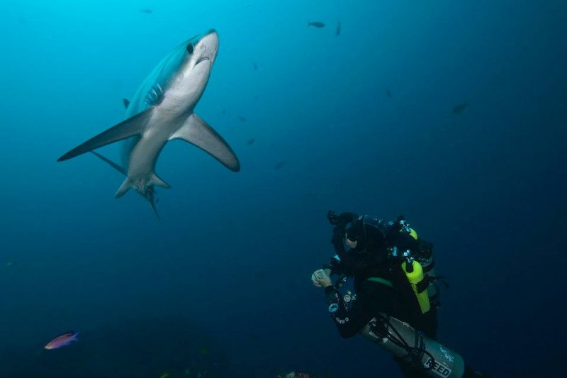 Evolution Diving Resort Malapascua