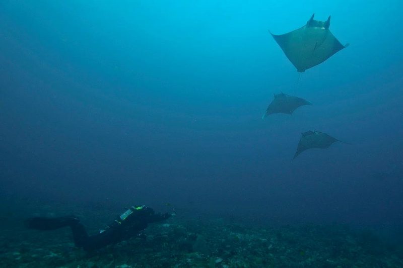 Evolution Diving Resort Malapascua