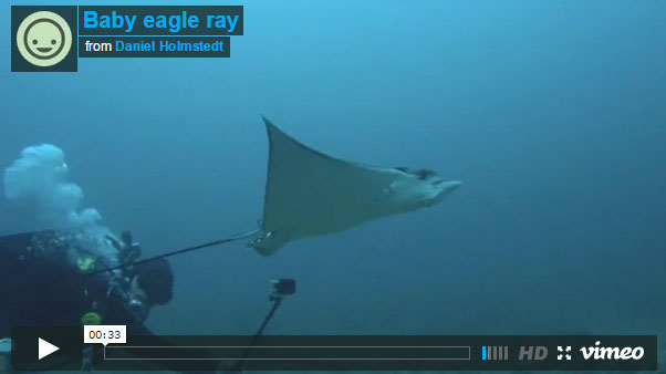 diving malapascua eagle ray