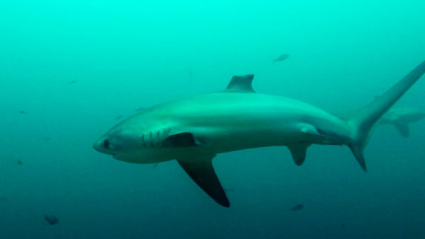 shark with bent dorsal fin malapascua