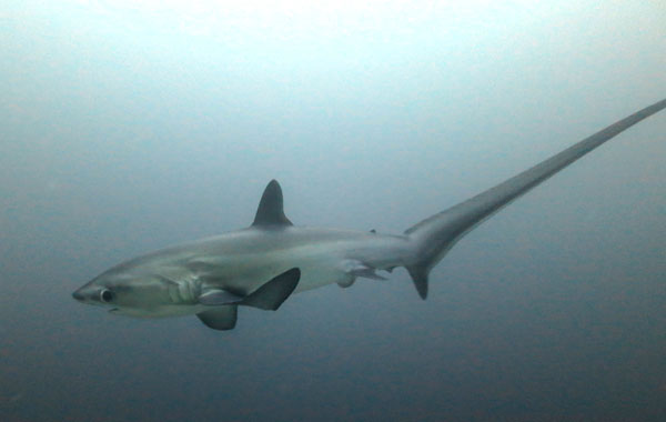 female thresher shark malapascua