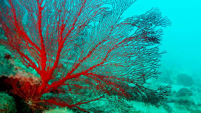 gorgonian sea fan